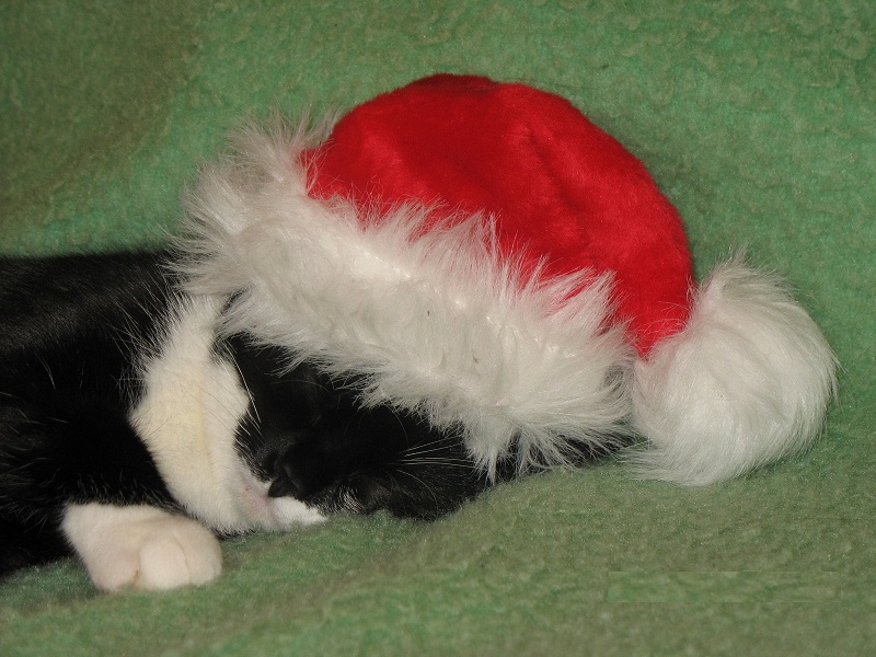 Weihnachtskatze Weihnachtskatze